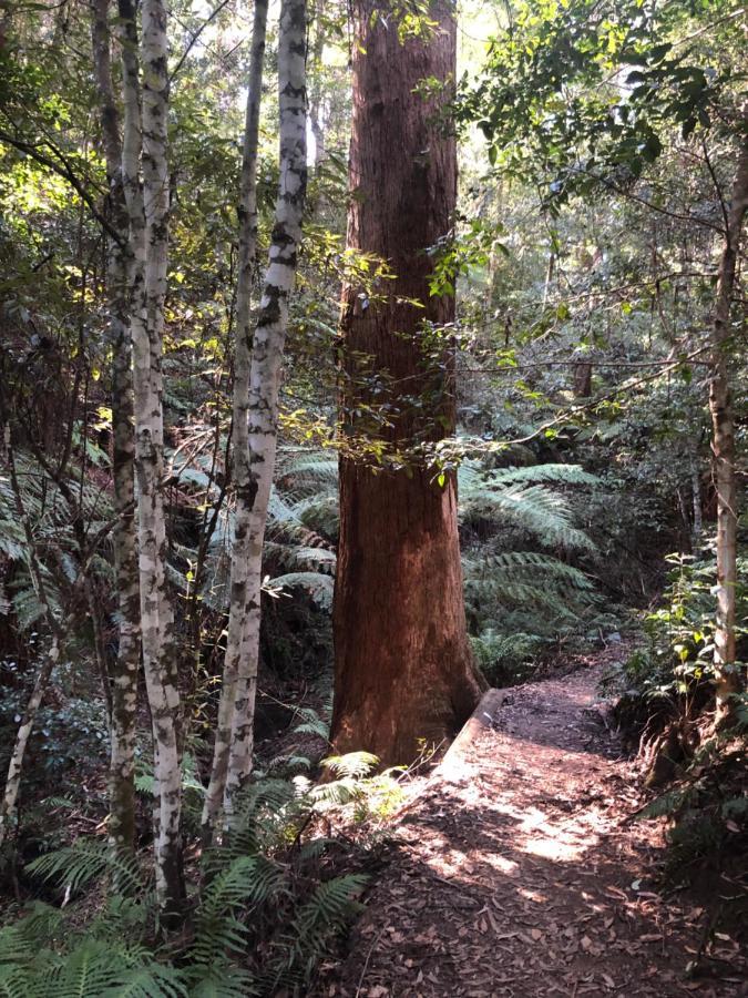 Twin Falls Bush Cottages Fitzroy Falls Buitenkant foto